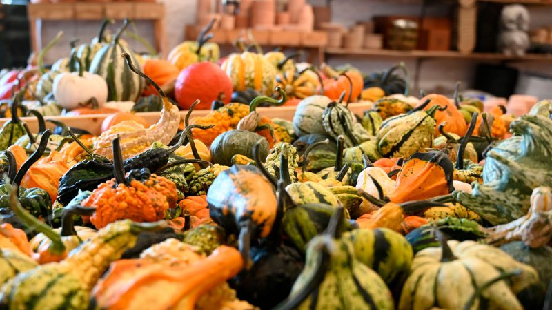 Hundratals pumpor på ett bord med keramik längs hyllor på väggarna i bakgrunden.