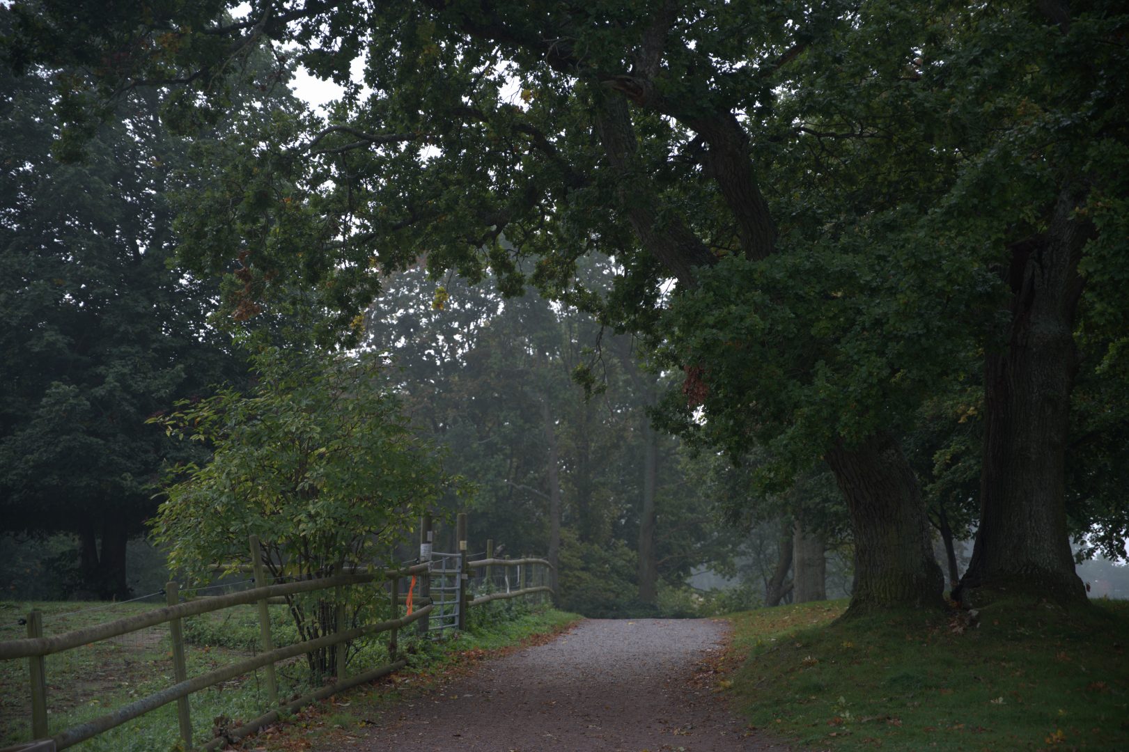 Höga träd och stora trädkronor bredbid skogsstigen som ligger intill Skälby ladugård.