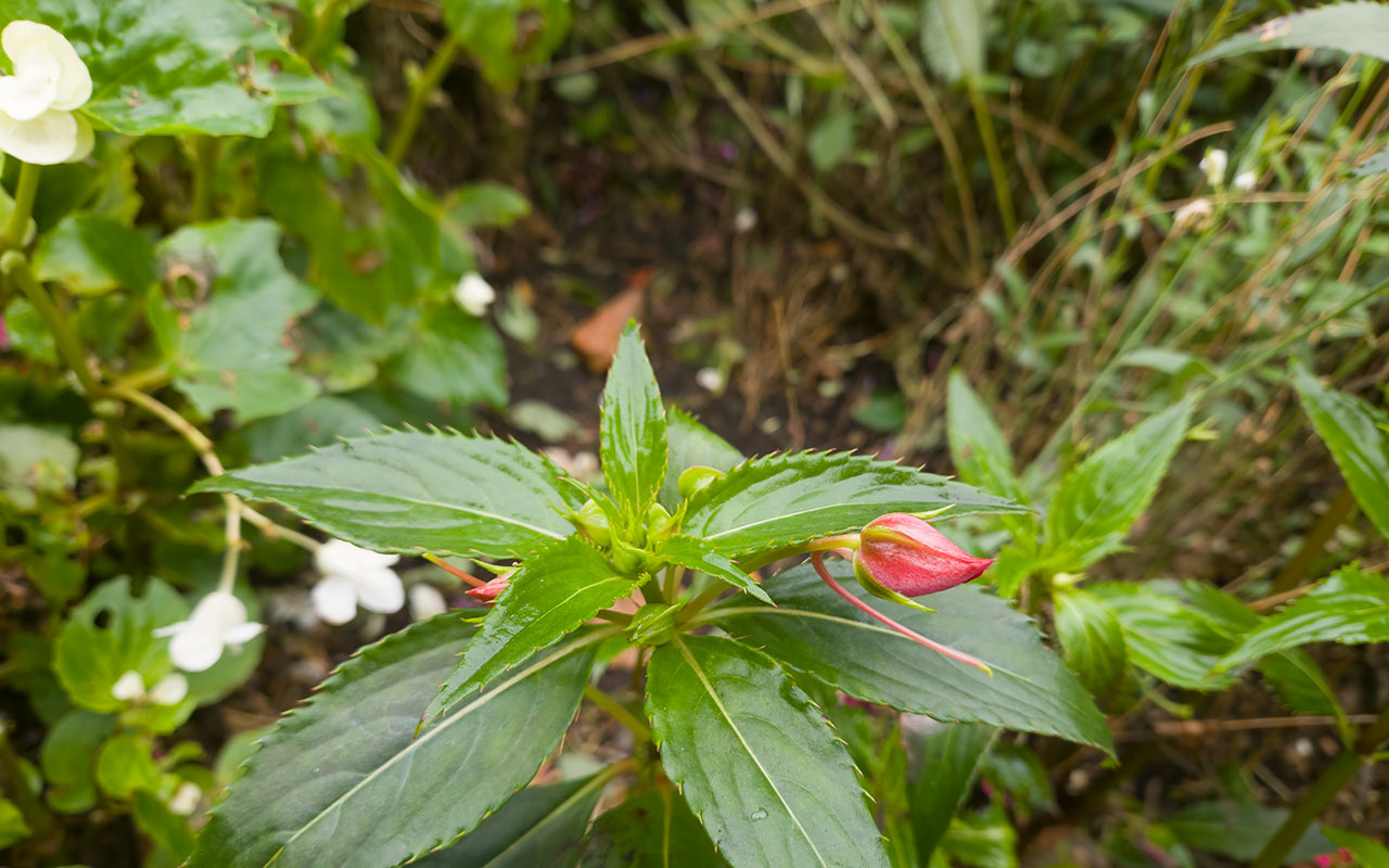 grön planta med röd knopp