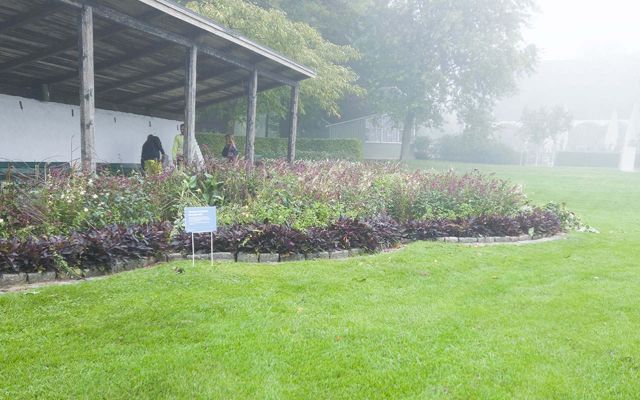 dimma, hela rabatten. människor arbetar i bakgrunden 