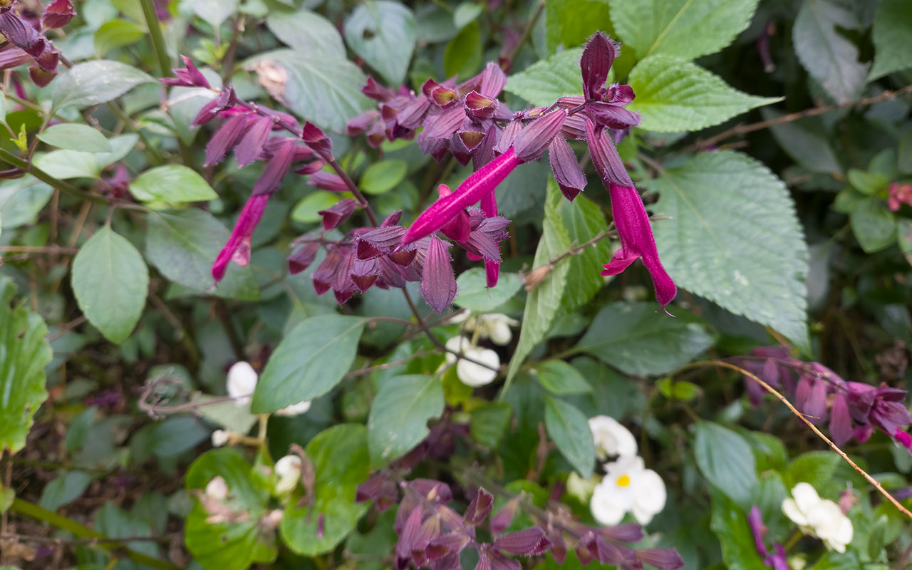 Lila blommor, gröna blad och vita blommor i bakgrunden 