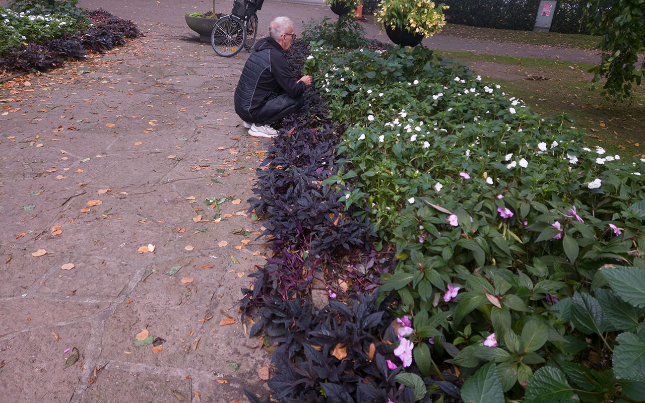 Man som plockar blommor