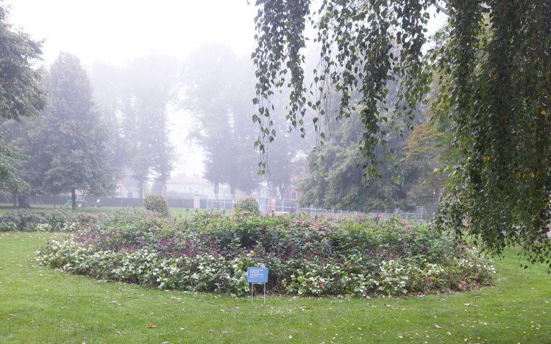 dimma, växter, längre bort, löv hänger