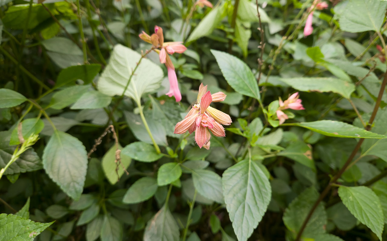 rosa blomma, gröna blad
