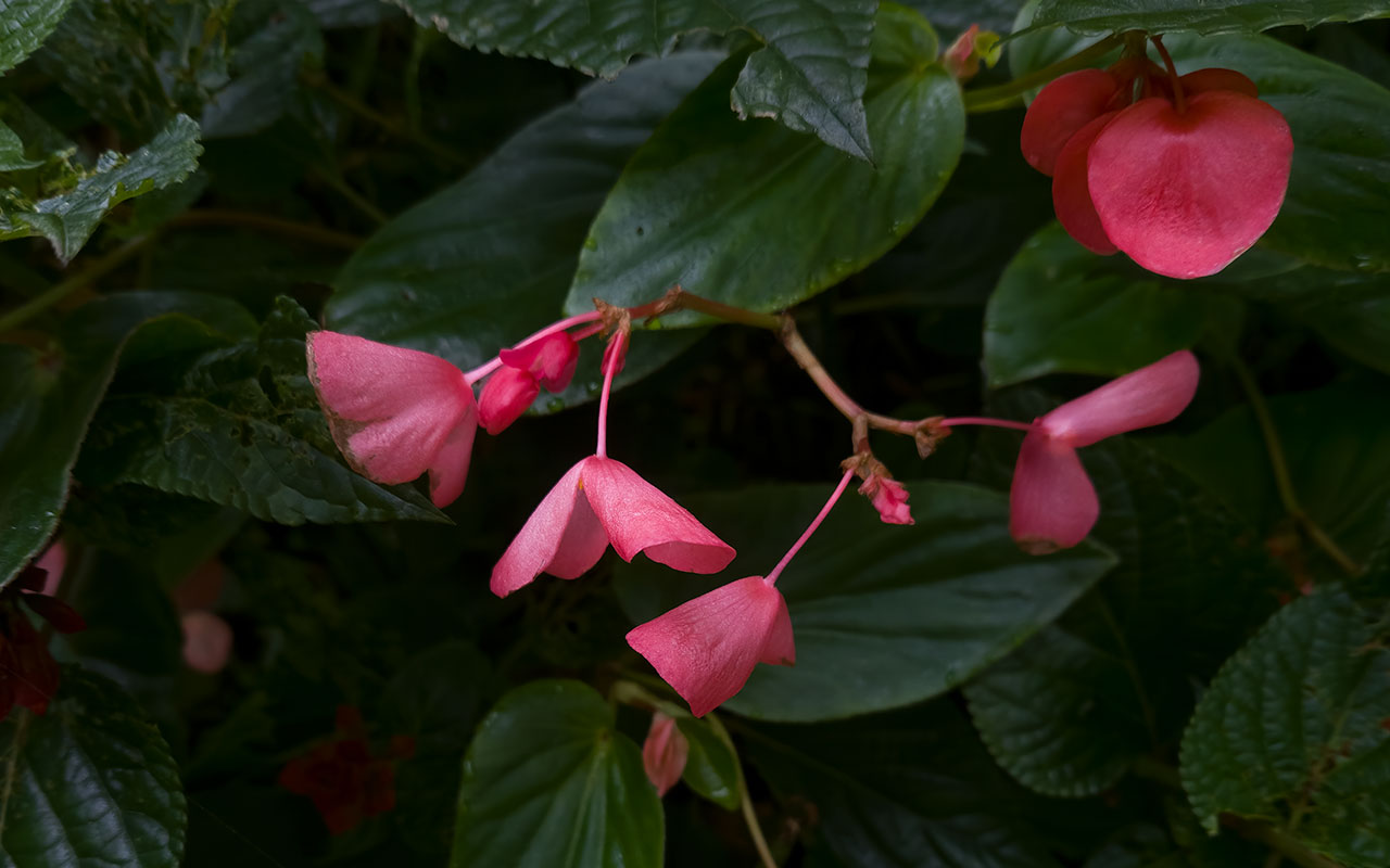 rosa blomma, gröna blad
