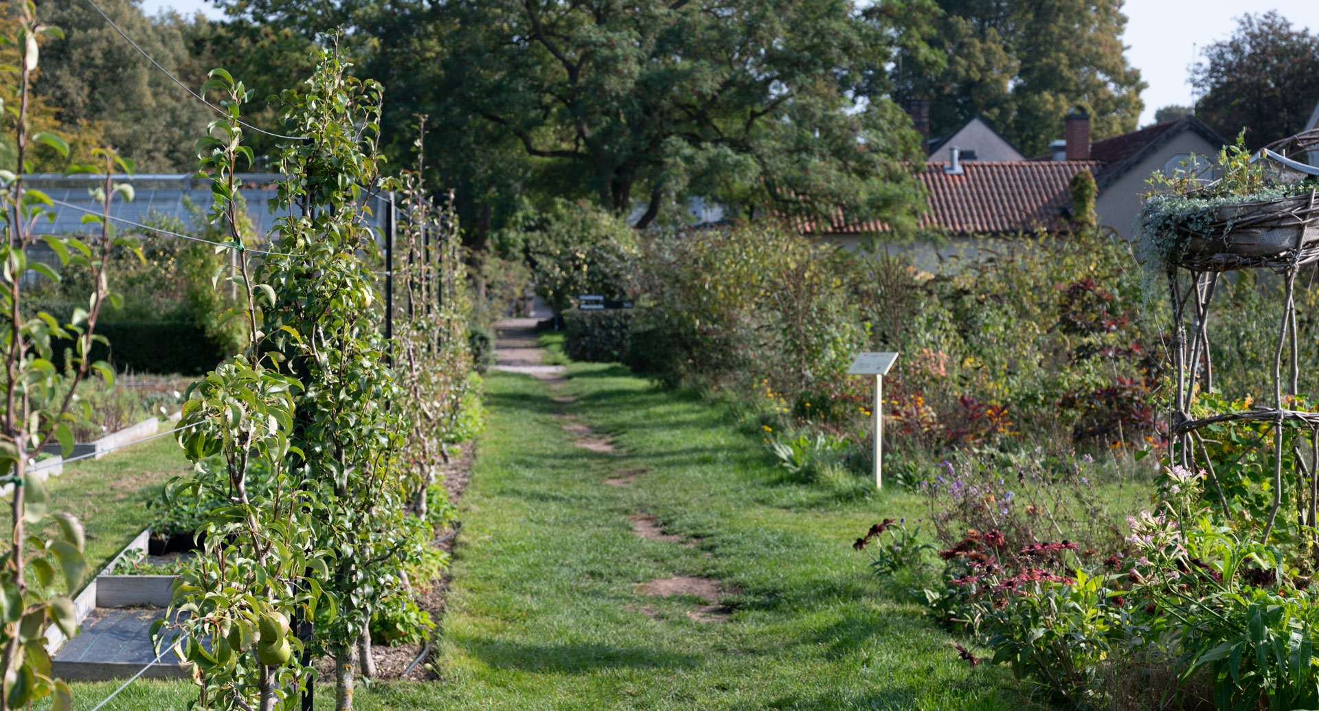 En gång i Capellagårdens trädgård med tunna päronträd till vänster och blommor till höger.