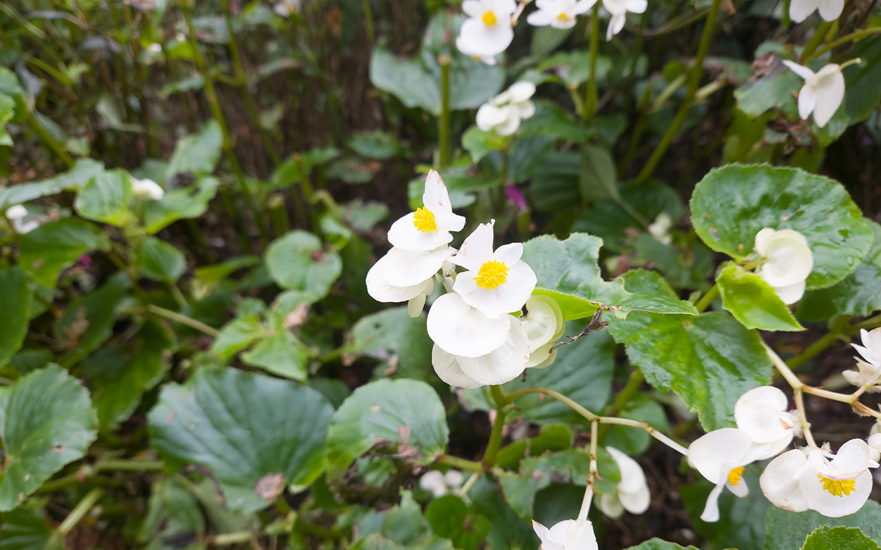 vit blomma, gröna blad