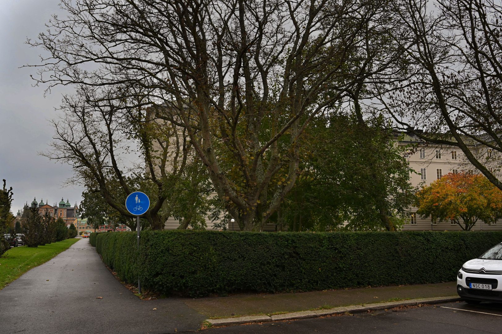 En cykelväg, häck, bild och träd, samt byggnader.