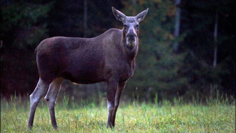 Klimatförändringar hotar älgarna på Öland