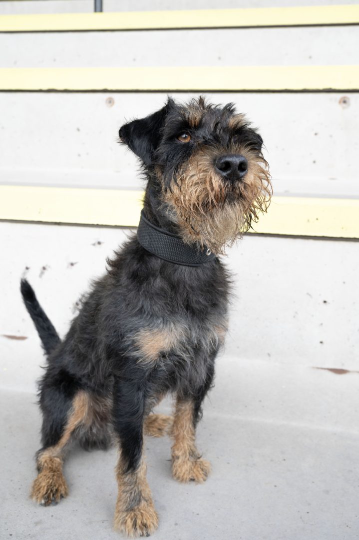 En liten strävhårig hund med svart och brun päls sitter på ett grått golv framför en ljus betong trappa. Hunden har ett busigt uttryck och huvudet lutar lätt åt sidan. Den bär ett svart halsband.