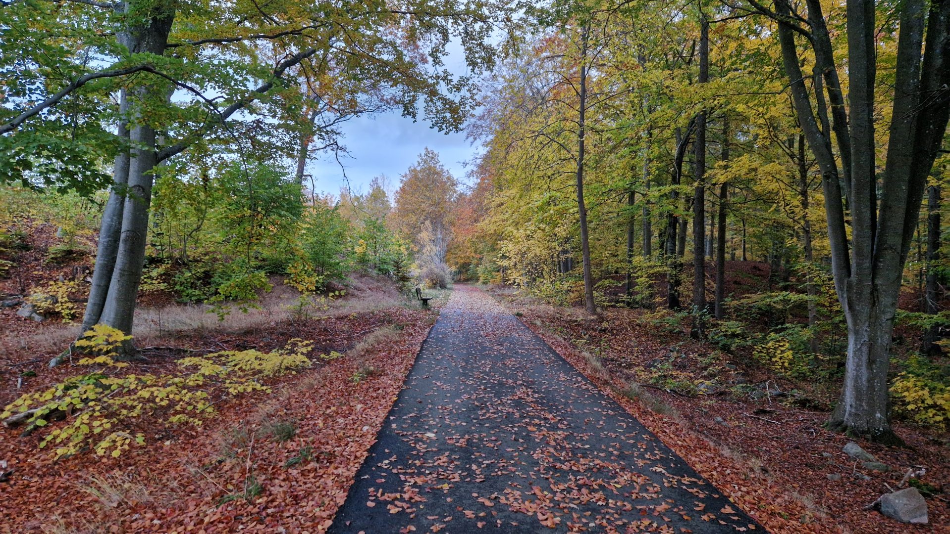 En asfaltsväg i skogen. Höstlöven har ramlat ned på vägen och i dikena täcks marken av höstfärgade löv. Himlen är klar.