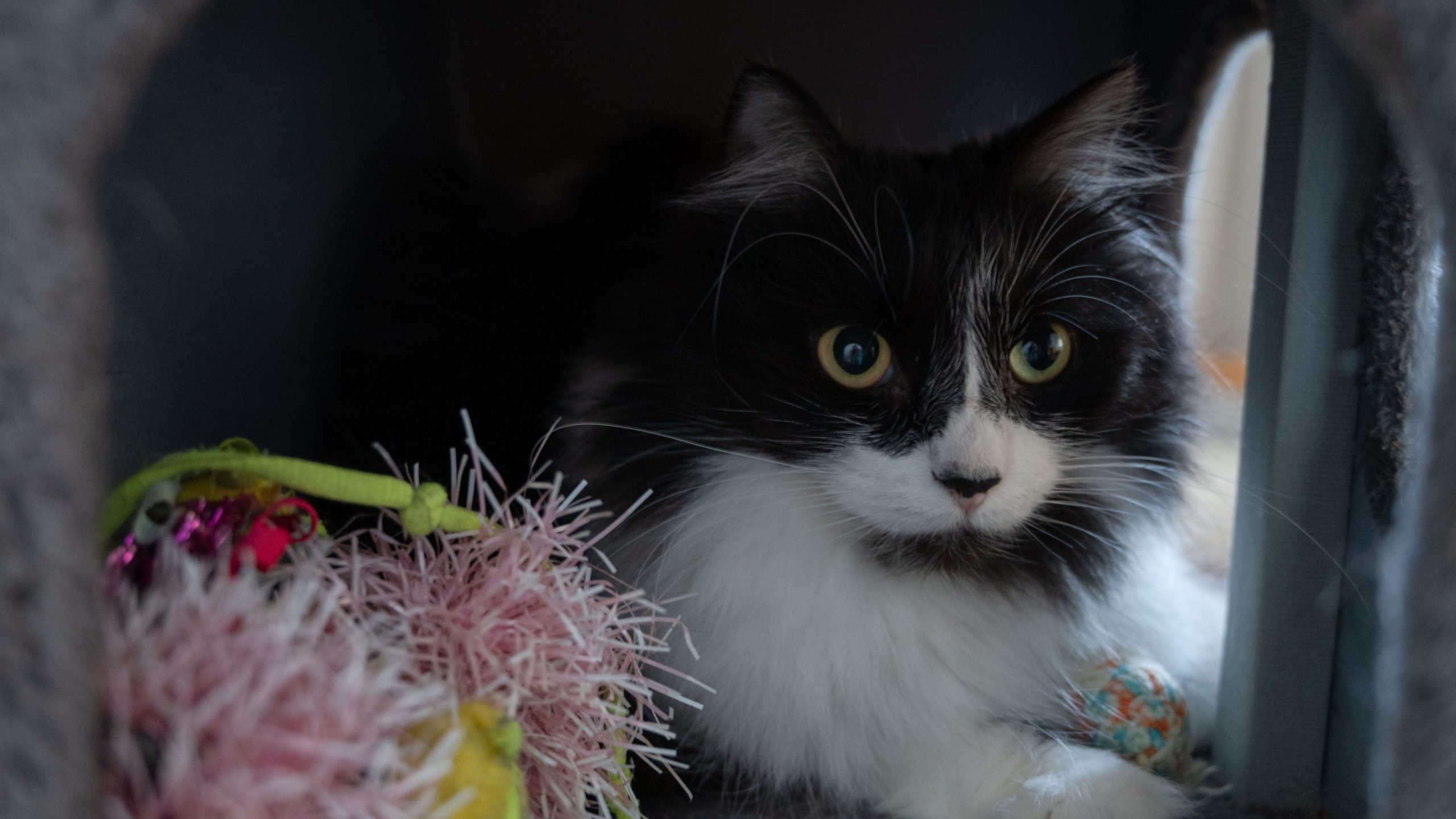 Katten Mazarin är svart och vit som ligger i sitt gråa katträd. Bredvid henne finns lite fluffiga leksaker i färgerna rosa, vit, gul och grön. Mellan hennes tassar ligger en blå, orange boll.