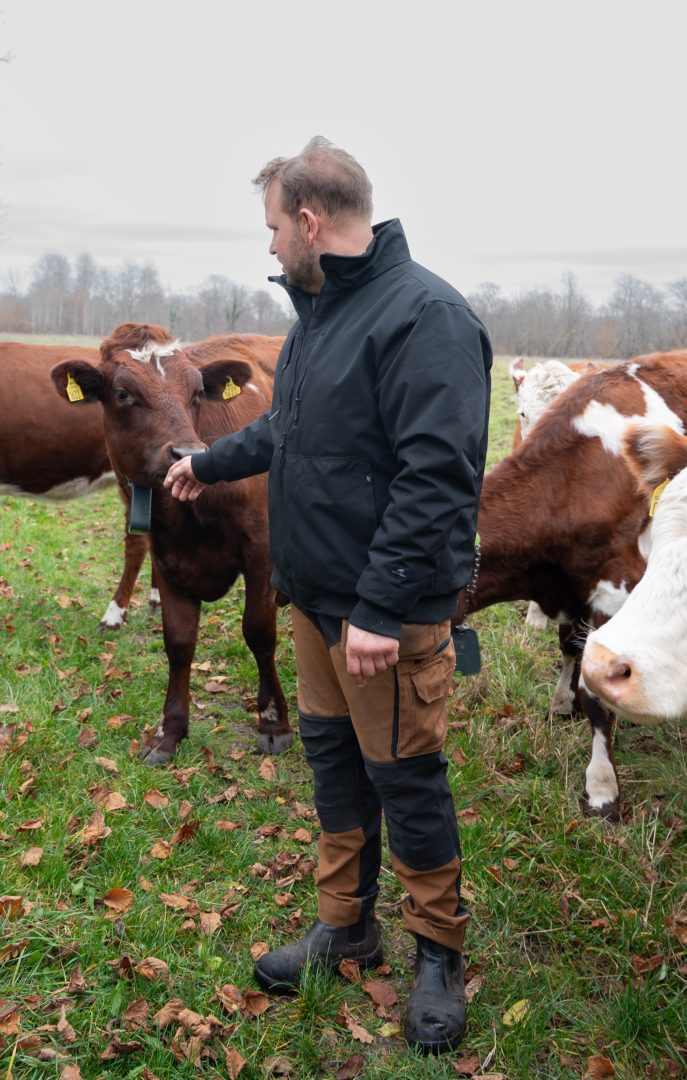 Andreas Berninger klappar en kossa. 