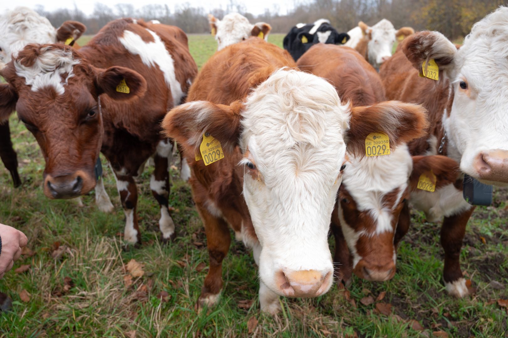 Åtta kossor som betar. 