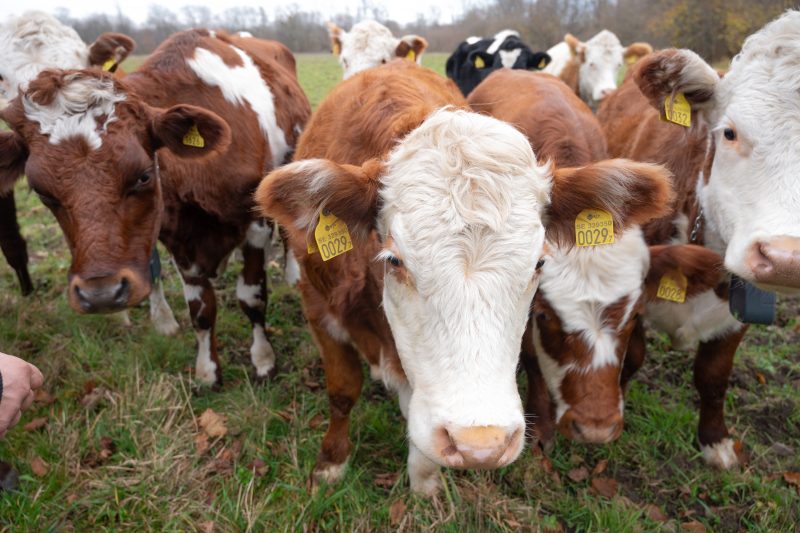 Åtta kossor som betar.